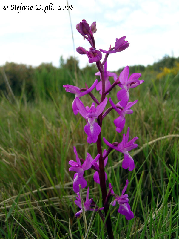 orchidee della Sierra de Guara (Spagna)